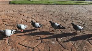 Birds With Human Arms Gif Https Encrypted Tbn0 Gstatic Com Images Q Tbn 3aand9gcq18tsdkxujezde0674ysgniatbkbaicvm3bw Usqp Cau