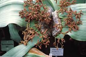 Image result for Welwitschiella