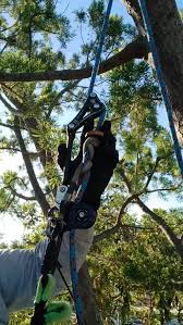 Image result for Harpephyllum afrum