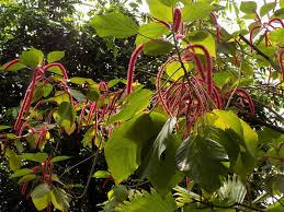 Image result for Acalypha fimbriata