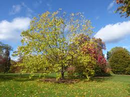 Image result for Hovenia