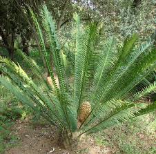 Image result for Encephalartos