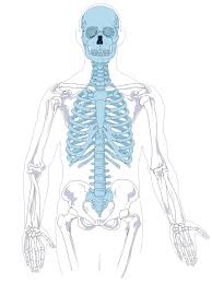 The skeletal system • the appendicular skeletal system (figure 1) consists of the shoulder girdle, skull, hip girdle, leg and arm bones. Axial Skeleton Diagram No Labels Human Body Anatomy Axial Skeleton Human Body Science