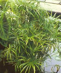 Image result for Cyperus amauropus