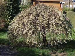Как да подрежем малката плачеща (salix caprea pendula) върба на пролет. Hangende Katzchenweide Pendula Kilmarnock Salix Caprea Pendula Kilmarnock Baumschule Horstmann