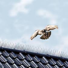 We did not find results for: Aiguilles Anti Oiseaux Pour Chasser Les Mouettes Et Pigeons Oiseaux Eloigner Les Animaux Pharmacie Du Jardin Matelma Com