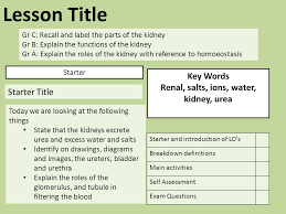 Title Pre Kidney Dissection Lesson Starter Activity