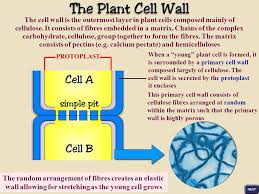 Maybe you would like to learn more about one of these? Sser Ltd Plant Cells Like Animal Cells Possess A Plasma Membrane Within Which Is Contained A Complex Fluid Called The Cytosol Unlike Animal Cells Ppt Download