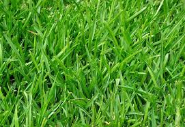 Rasenpflege Im Garten Die Besten Tipps Fur Perfekten Rasen
