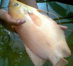 Cara budidaya ikan gurame dengan total 1440 benih ikan seukuran korek api, berhasil panen cara budidaya ikan gurame ini telah diterapkan oleh salah satu mitra gdm yang bernama bapak ogo di 7. Ini Jenis Ikan Gurame Yang Paling Laris Dan Diminati Pasar Alam Ikan