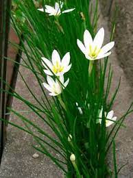 Check spelling or type a new query. 12 Garden Rain Lily Ideas Rain Lily Lily Plants