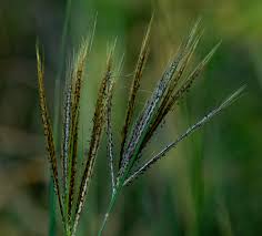 Image result for Elytrophorus spicatus