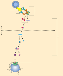 Alternative Complement Pathway Wikipedia