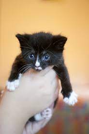 Bailey Black White Domestic Shorthair Ready Mid August Male Cat Adoption Animal Photography Cat Uk