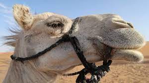 However, this state of affairs is probably relatively recent and reflects both the current aridity of the sahara. The Sahara The Camel And The Caravan Trade Open Ended Social Studies