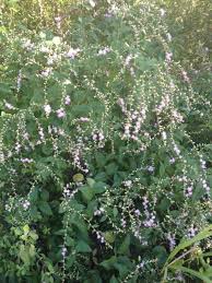 Image result for Vernonia thomsoniana