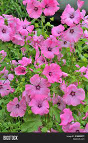 Beautiful roses beautiful flowers good morning images purple flowers exotic envelope nature sun flowers wonderful flowers. Beautiful Flowers Pink Image Photo Free Trial Bigstock