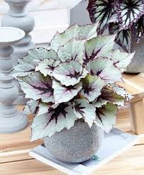 Pin Von Sadery Garcia Sabater Auf Beautiful Plants Zimmerblumen Blattpflanzen Exotische Pflanzen