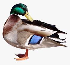 When i import it and put it on the timeline on a track parallel to my main video track (2 and 1 respectively) it overwrites the video for the duration of the title frame with a. Duck Png Transparent Image Gans Clipart Transparenter Hintergrund Png Download Kindpng