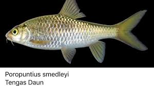 Salam 1 hobby, pada kesempatan kali ini junior hunter dan teman. 49 Spesis Ikan Air Tawar Malaysia Yang Anda Harus Tahu Info Youtube