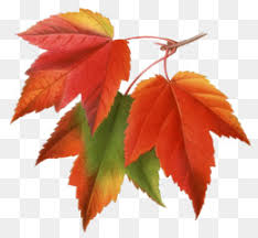 Japanese Maple Png Free Download Plant A Tree Now Arbor Day Tree | japanese maple png & psd images. japanese maple png free download