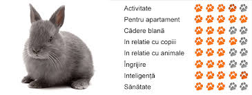 Descărcați imagini uimitoare gratuite despre iepure sălbatic. Rasa De Iepuri Pitic Olandez Blog Blog Animale Nutritie Ingrijire Caini Si Pisici