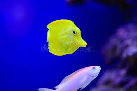 The petsway staff is here to serve you and your pet family with quality brands of pet food and supplies. Freshwater And Marine Aquarium Fish Pet Shop Location Stock Photo Image Of Exotic Animal 148727982