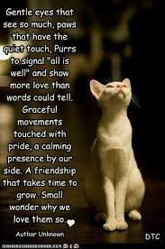 Cat Quote Cats Crazy Cats Cat Poems