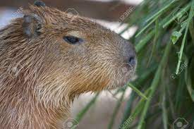 A classic saddle shaped purse, artisan crafted of exotic carpincho / capybara leather. Capybara Capibara Carpincho Capincho Chigu Iro Hydrochoerus Hydrochaeris Royalty Vrije Foto Plaatjes Beelden En Stock Fotografie Image 14189097