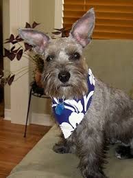 It looks better on people with thin hair texture since she waves and the curls can make the head look fuller. Schnoodle Dog Breed Pictures 5