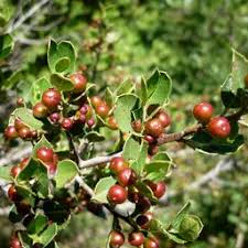 Image result for Mystroxylon aethiopicum