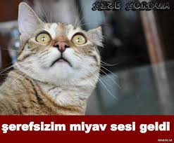 Komik Facebook Resimleri Komik Komik Kedi Resimleri Kedi