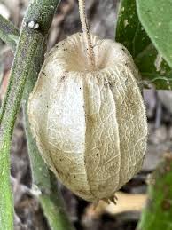 Image result for Physalis viscosa