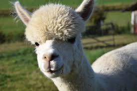 Alpacas Set Their Own Boundaries Of Personal Space Within Their Families And Groups Animals Llama Alpaca
