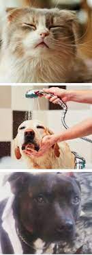 Hay Fever Warning Issued For Pets As Pollen Hits All Time High These Are The Types Worst Affected Pets Dog Care Dog Lovers