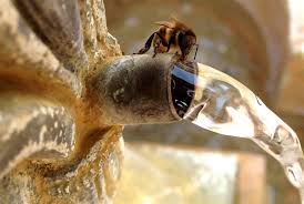 The Art Of Bee Ing Hot In North Carolina Bee Keeping Bee Bee Hive