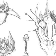 Image result for Raphionacme monteiroae