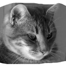 Lino Solís de Ovando