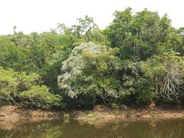 Image result for Cryptosepalum maraviense