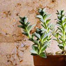 Image result for Coleus cylindraceus