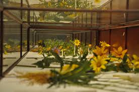 See more ideas about glass flowers, glass garden art, glass garden. The Glass Flowers Come To Life At Boston S Harvard Museum Of Natural History Citypass Scrapbook