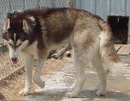 When you adopt from brother wolf, you're saving two lives: Do Wolf Dog Hybrids Make Good Pets Pethelpful