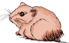 Hamsters also sometimes lose their fur due to old age. Disorders And Diseases Of Hamsters All Other Pets Merck Veterinary Manual