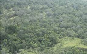 5 ) stratifikasi tajuk sangat penting sebagai suatu cara untuk memanfaatkan. Hutan Hujan Tropika Wikipedia Bahasa Indonesia Ensiklopedia Bebas