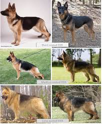 The german shepherd dog standard general appearance the german shepherd dog is medium sized. Is A Short Haired German Shepherd Right For You