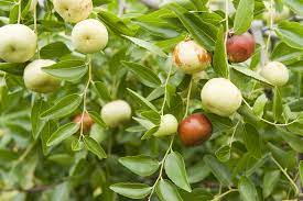 Because the sound zǎo is the same as in 早 zǎo 'early' a picture of a jujube portrays the wish for 'soon'. Jujubes In Western Australia Agriculture And Food