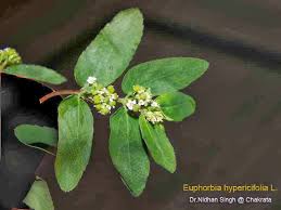 Image result for Euphorbia hypericifolia