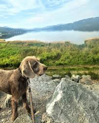 Image result for slovenský ohař hrubosrstý