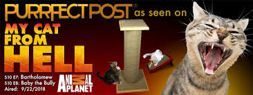 Is scratchy carpet good for cats? How To Choose The Best Cat Scratching Post Purrfectpost Com