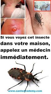 Si Vous Voyez Cet Insecte Dans Votre Maison Appelez Un Medecin Immediatement Appelez Cet Dans Immediatement In Info Sante Sante Langue Sante Naturelle
